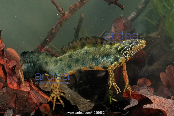 : Italian Crested Newt - in habitat : Italian Crested Newt - in habitat