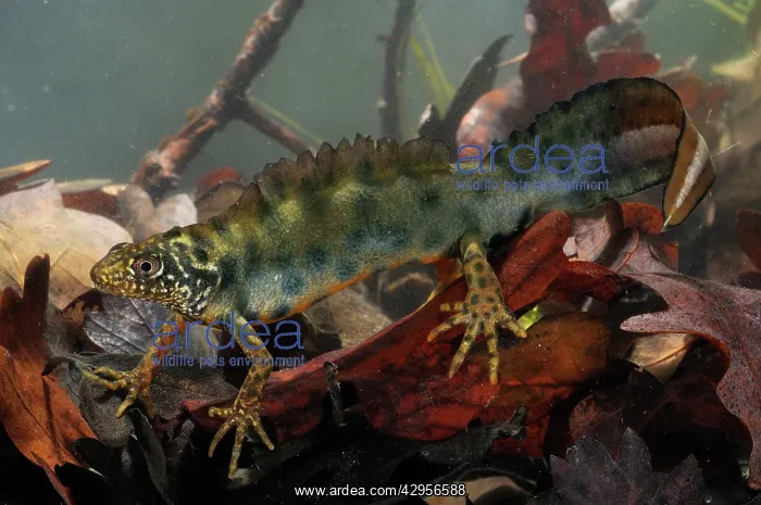 : Italian Crested Newt - in habitat - Italy : Italian Crested Newt - in habitat - Italy