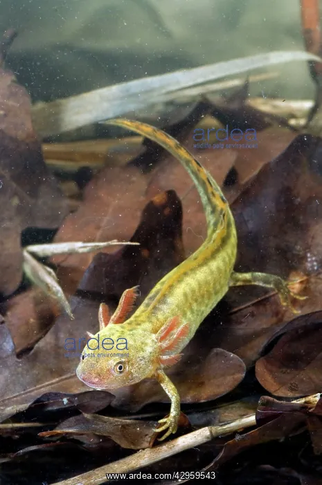: Italian Crested Newt - Larva in habitat : Italian Crested Newt - Larva in habitat