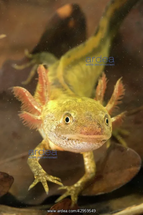 : Italian Crested Newt - Larva in habitat : Italian Crested Newt - Larva in habitat