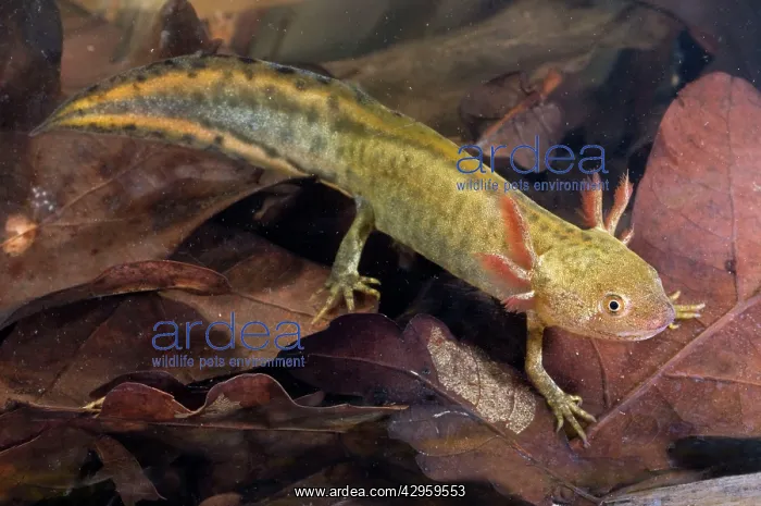 : Italian Crested Newt - Larva in habitat : Italian Crested Newt - Larva in habitat