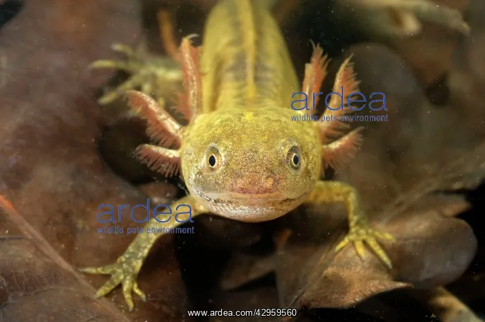 : Italian Crested Newt - Larva in habitat : Italian Crested Newt - Larva in habitat