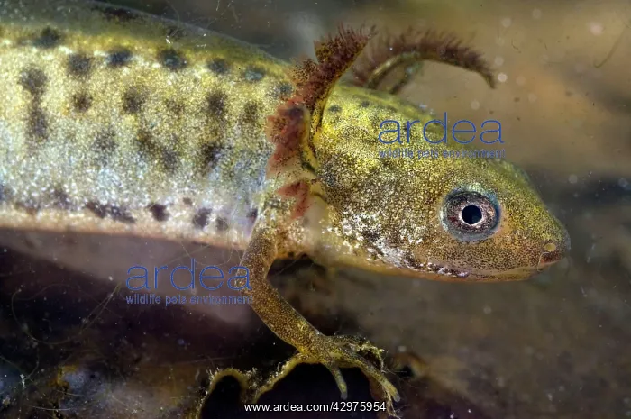 : Italian Crested Newt - tadpole : Italian Crested Newt - tadpole