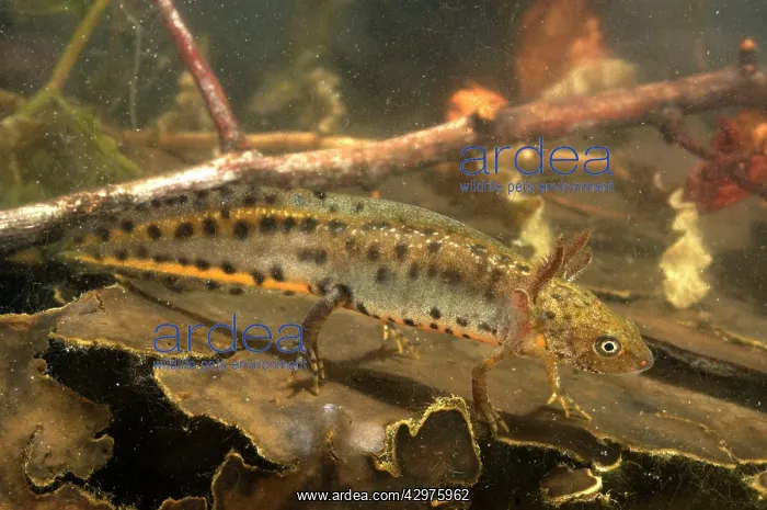 : Italian Crested Newt - tadpole in habitat : Italian Crested Newt - tadpole in habitat