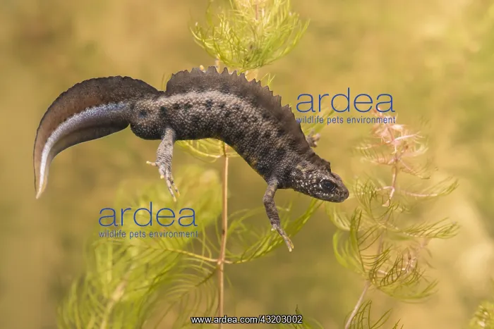 : Italian Crested Newt (Triturus carnifex) male s : Italian Crested Newt (Triturus carnifex) male s