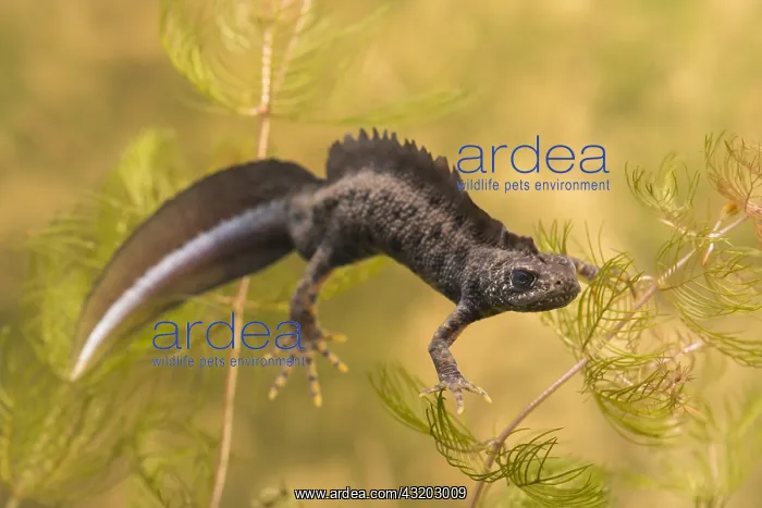 : Italian Crested Newt (Triturus carnifex) male s : Italian Crested Newt (Triturus carnifex) male s