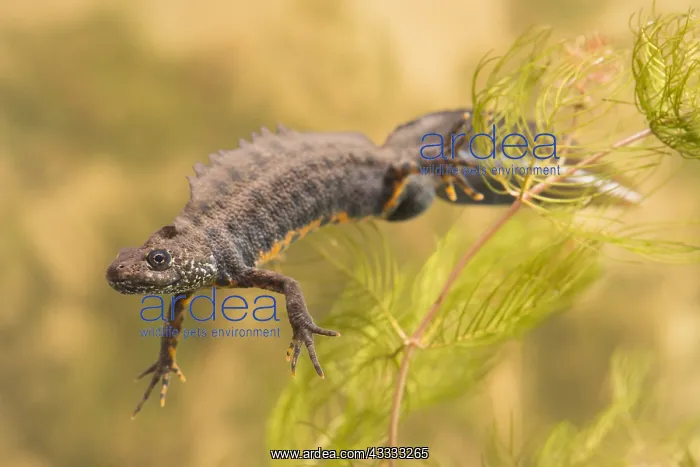 : Italian Crested Newt (Triturus carnifex) male s : Italian Crested Newt (Triturus carnifex) male s