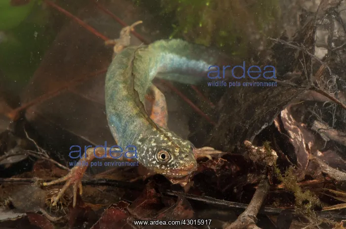  : Italian Crested Newt underwater
