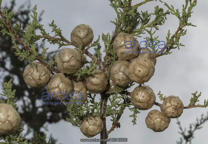 : Italian cypress, Cupressus sempervirens, female : Italian cypress, Cupressus sempervirens, female