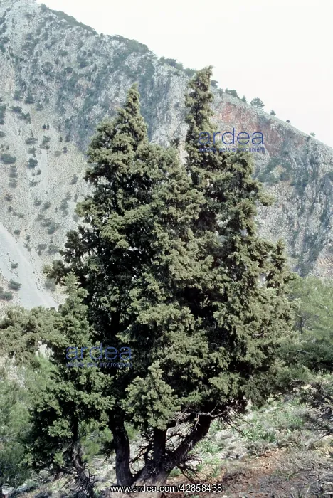 : Italian Cypress - Samaria Gorge - Crete : Italian Cypress - Samaria Gorge - Crete