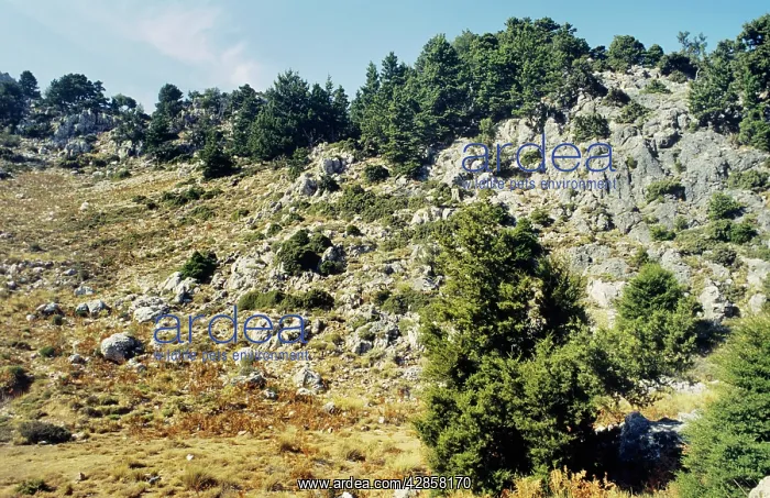 : Italian Cypress - White Mountains - Crete : Italian Cypress - White Mountains - Crete