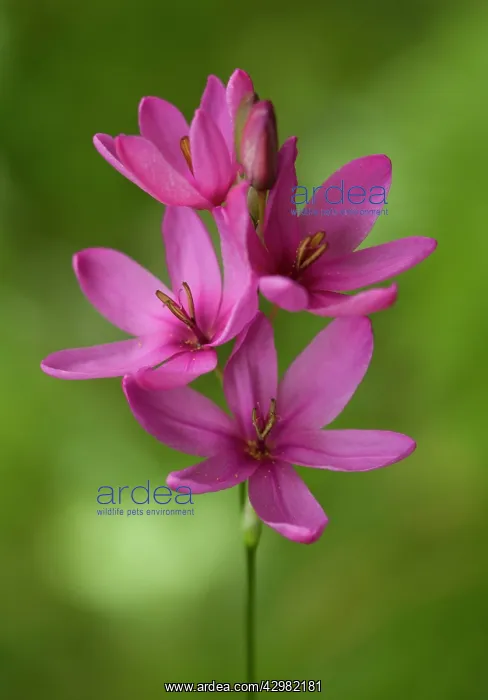 : Italian Gladiolus / Field gladiolus / Common Sword-lily : Italian Gladiolus / Field gladiolus / Common Sword-lily
