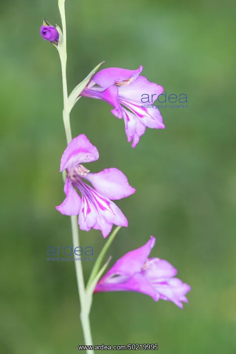: Italian gladiolus (Gladiolus italicus) growing in the meadow, Liguria, Italy : Italian gladiolus (Gladiolus italicus) growing in the meadow, Liguria, Italy