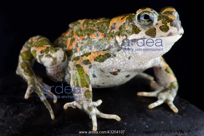 : Italian green toad (Bufotes balearicus) : Italian green toad (Bufotes balearicus)