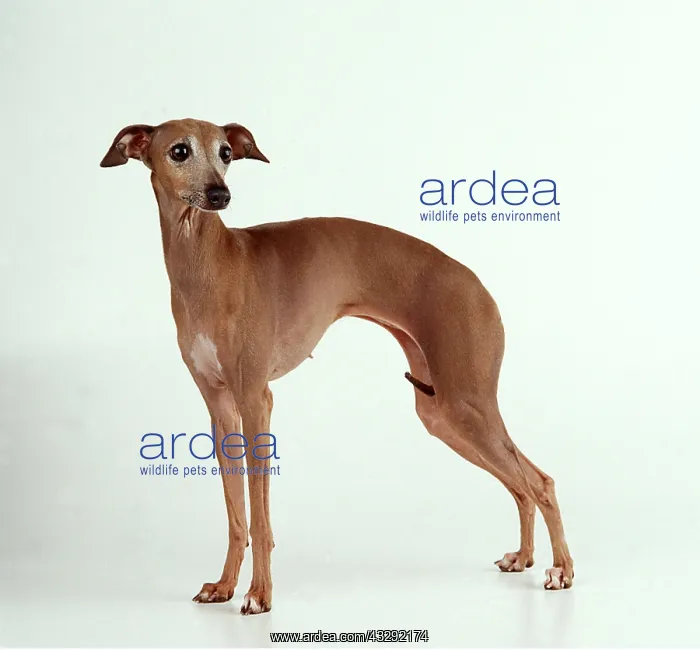 : ITALIAN GREYHOUND DOG : ITALIAN GREYHOUND DOG