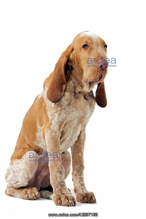: Italian hound : Italian hound