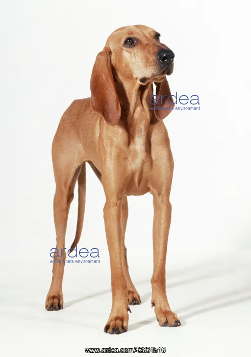: Italian Hound / Segugio Italiano DOG : Italian Hound / Segugio Italiano DOG
