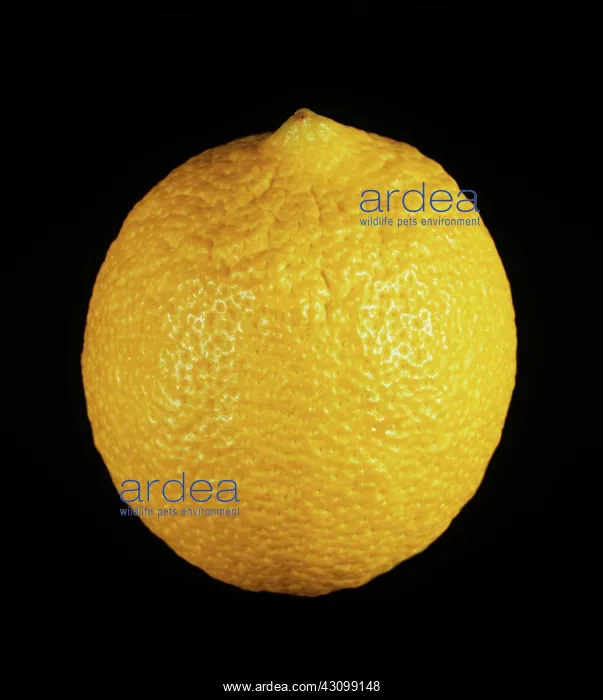 : Italian lemon : Italian lemon