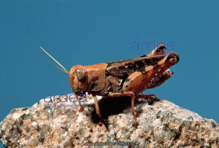 : Italian locust : Italian locust