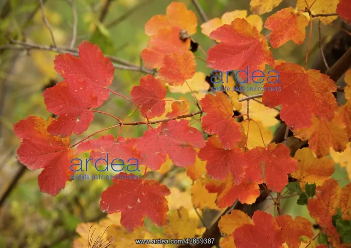 : Italian maple, with strong autumn colour. In maritime alps : Italian maple, with strong autumn colour. In maritime alps