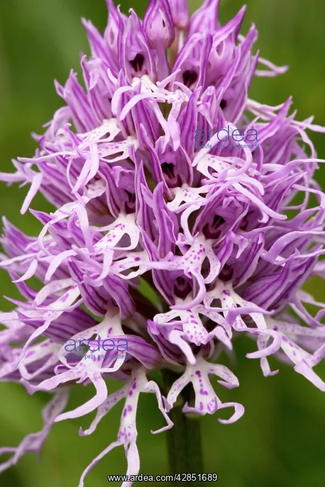 : Italian Orchid, or Naked Man Orchid : Italian Orchid, or Naked Man Orchid