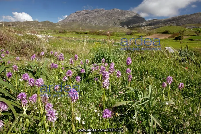 : Italian Orchids - on Gious Kambos plateau : Italian Orchids - on Gious Kambos plateau