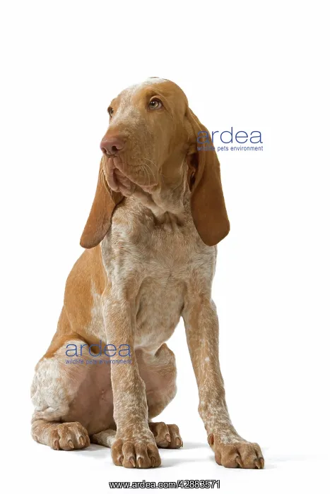  : Italian Pointer