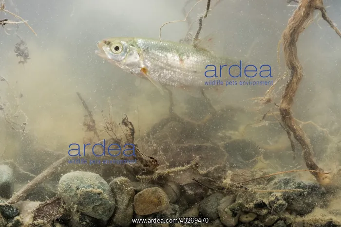 : Italian riffle dace (Telestes muticellus) in its : Italian riffle dace (Telestes muticellus) in its