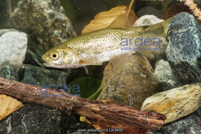 : Italian riffle dace (Telestes muticellus) in its : Italian riffle dace (Telestes muticellus) in its