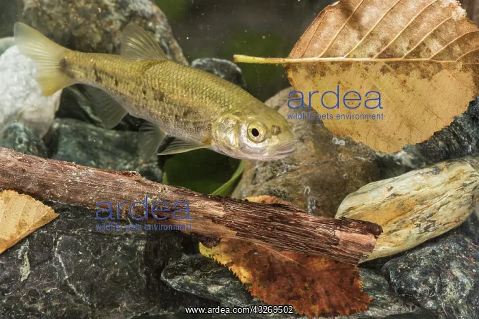  : Italian riffle dace (Telestes muticellus) in its