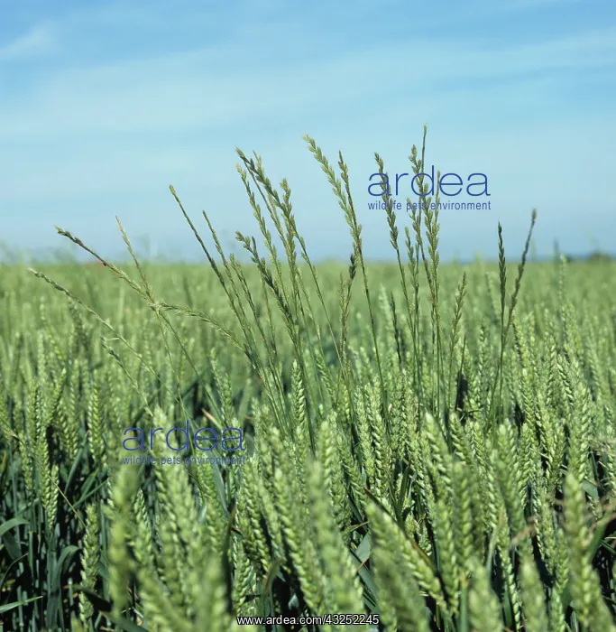 : Italian ryegrass in wheat crop : Italian ryegrass in wheat crop