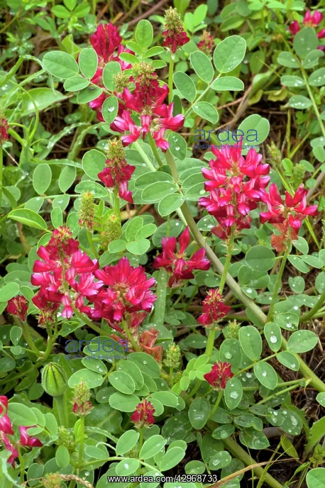 : Italian Sainfoin or French Honeysuckle - legume : Italian Sainfoin or French Honeysuckle - legume