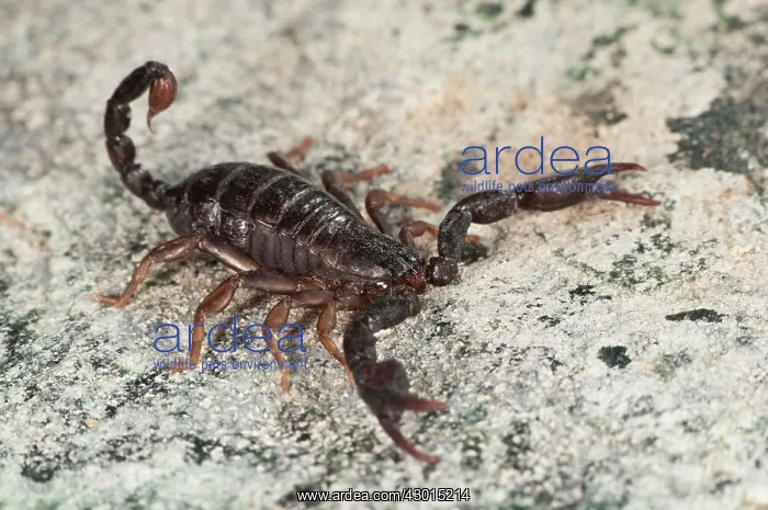  : Italian Scorpion in attack pose