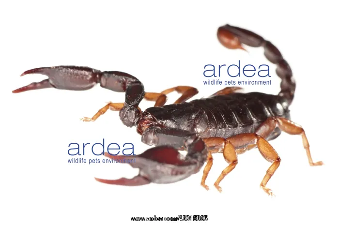 : Italian Scorpion in attack position : Italian Scorpion in attack position