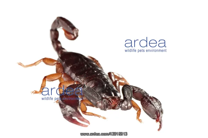 : Italian Scorpion in attack position : Italian Scorpion in attack position