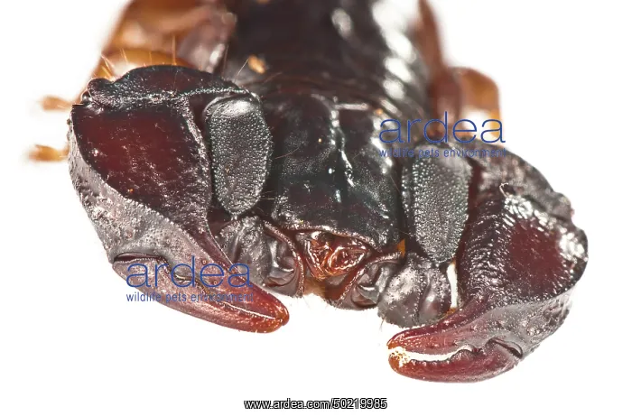 : Italian scorpion (Euscorpius italicus) on the white background, claws particular, Liguria, Italy : Italian scorpion (Euscorpius italicus) on the white background, claws particular, Liguria, Italy