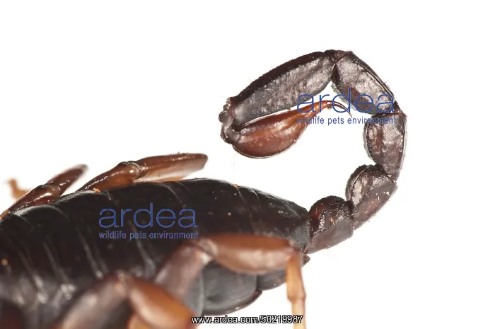 : Italian scorpion (Euscorpius italicus) on the white background, sting detail, Liguria, Italy : Italian scorpion (Euscorpius italicus) on the white background, sting detail, Liguria, Italy