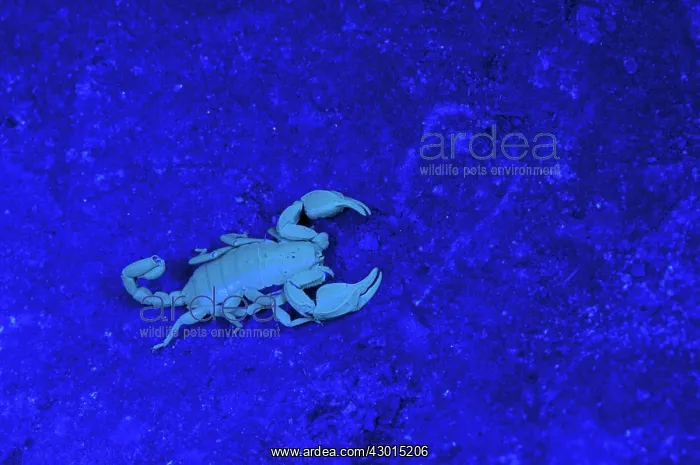 : Italian Scorpion under UV light : Italian Scorpion under UV light