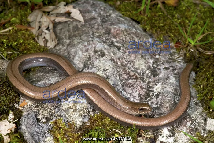: Italian Slow Worm - female : Italian Slow Worm - female