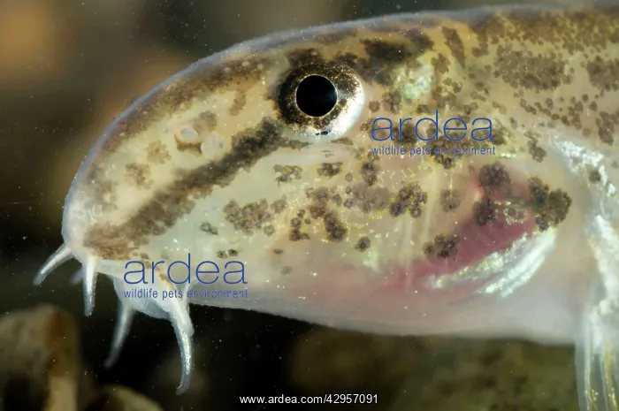: Italian Spined Loach : Italian Spined Loach