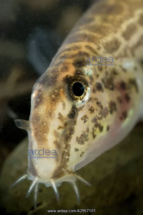 : Italian Spined Loach : Italian Spined Loach