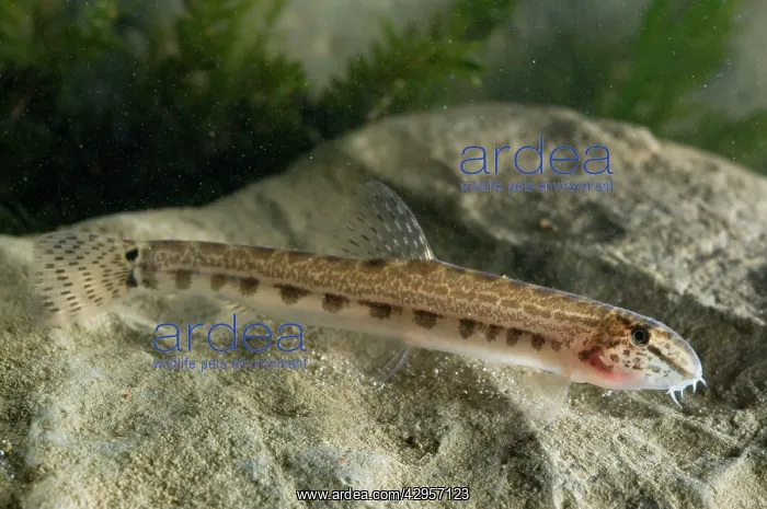 : Italian Spined Loach : Italian Spined Loach