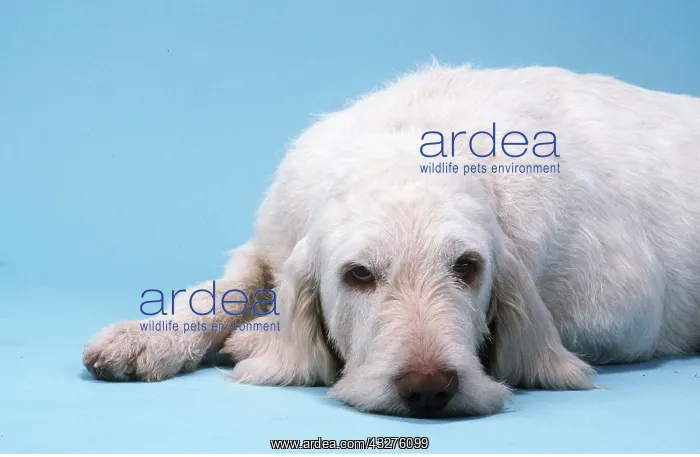 : ITALIAN SPINONE DOG : ITALIAN SPINONE DOG