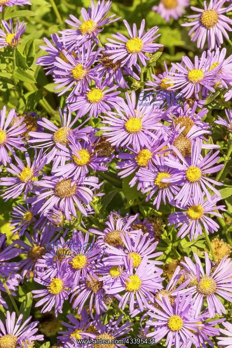 : Italian Starwort (Aster amellus) Blue King, flowers : Italian Starwort (Aster amellus) Blue King, flowers