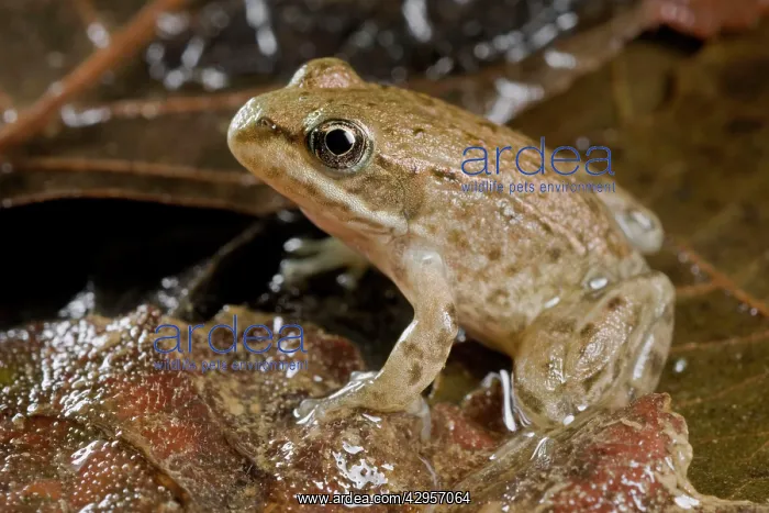  : Italian Stream Frog