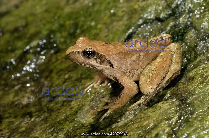 : Italian Stream Frog : Italian Stream Frog