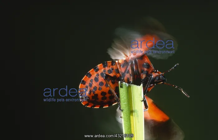 : Italian Striped-bug (Graphosoma italicum) about : Italian Striped-bug (Graphosoma italicum) about