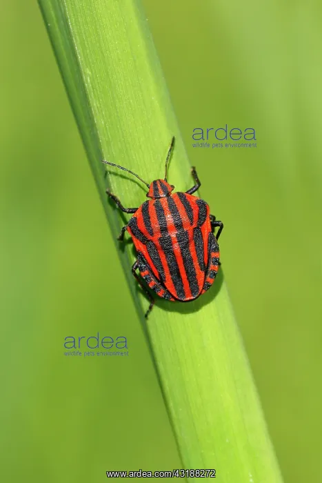 : Italian striped-bug (Graphosoma lineatum) basking : Italian striped-bug (Graphosoma lineatum) basking