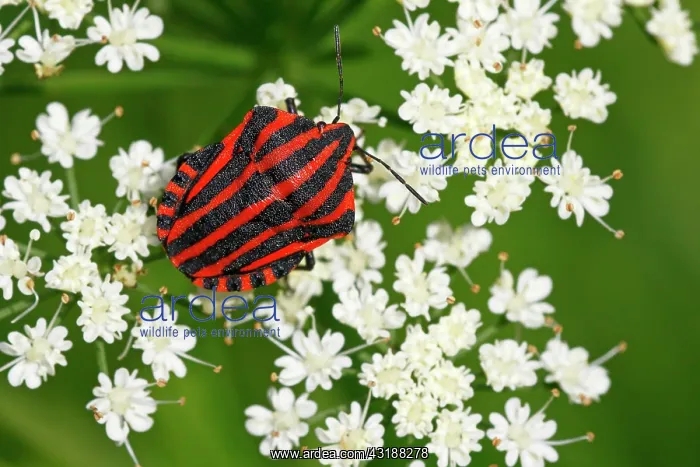 : Italian striped-bug (Graphosoma lineatum) sitting : Italian striped-bug (Graphosoma lineatum) sitting