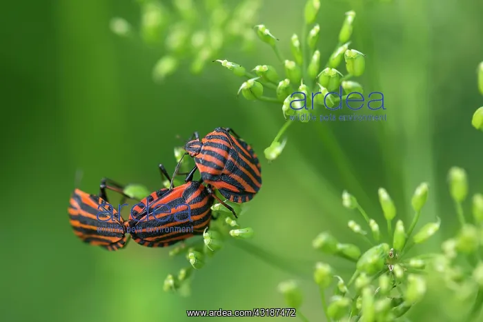 : Italian striped-bugs (Graphosoma italicum) during : Italian striped-bugs (Graphosoma italicum) during